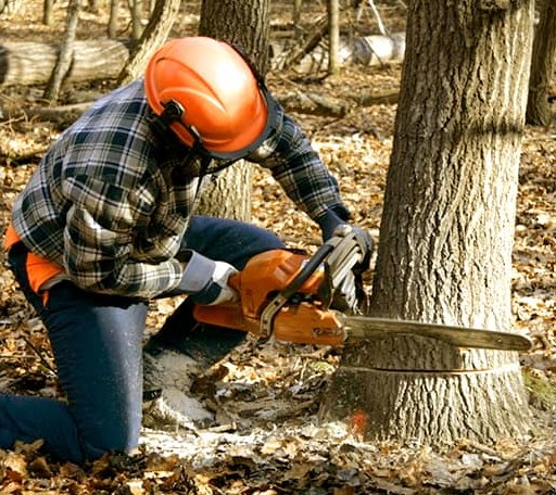 Tree Removal in Ellsworth Afb, SD